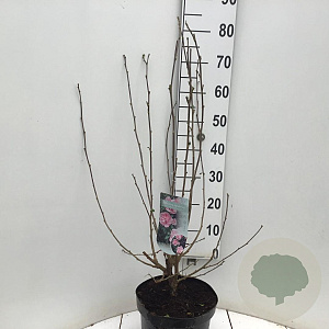 Hibiscus syr. Pink Chiffon 50-60 cm 7,5L