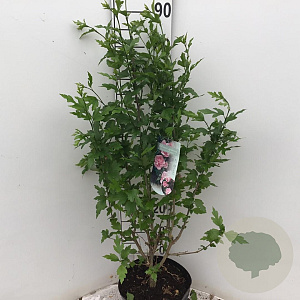 Hibiscus syr. Pink Chiffon 80-90 cm 7,5L