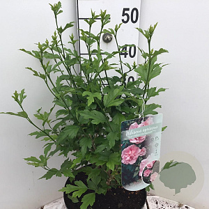 Hibiscus syr. Pink Chiffon 80-90 cm 7,5L