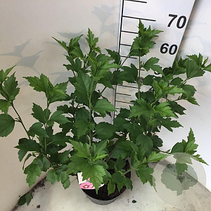 Hibiscus syr. Pink Giant 50-60 cm 7,5L