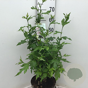 Hibiscus syr. Starburst Chiffon 40-50 cm 7,5L