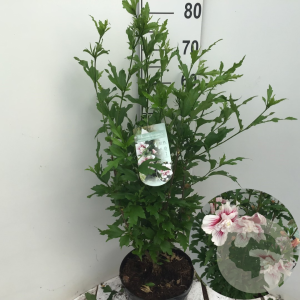 Hibiscus syr. Starburst Chiffon 60-80 cm 7,5L