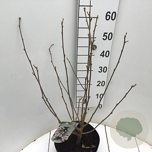 Hibiscus syr. Starburst Chiffon 80-90 cm 7,5L