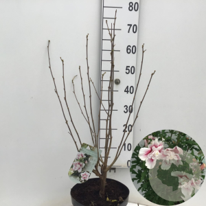 Hibiscus syr. Starburst Chiffon 80-90 cm 7,5L