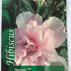 Hibiscus syr. 'Verosa' 60-80 cm 7,5L