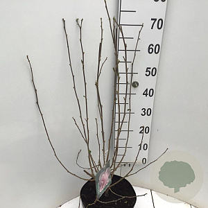 Hibiscus syr. 'Verosa' 60-80 cm 7,5L