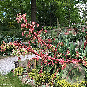 Beschorneria yuc. 'Quicksilver' GM c20