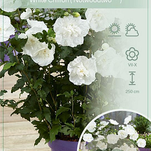 Hibiscus syr. White Chiffon 50-60 cm 7,5L