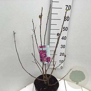 Hibiscus syr. 'Woodbridge' 50-60 cm 7,5L