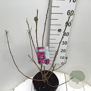 Hibiscus syr. 'Woodbridge' 50-60 cm 7,5L