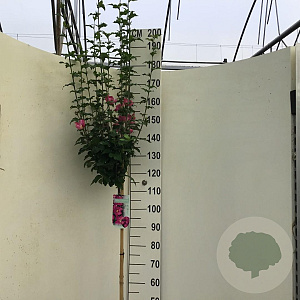 Hibiscus syr. 'Woodbridge' 120 cm stam 10L