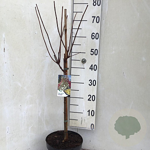 Hydrangea pan. Candlelight 50 cm stam 7,5L