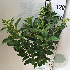 Hydrangea pan. 'Kyushu' 70 cm stam 7,5L