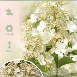 Hydrangea pan. 'Kyushu' 70 cm stam 7,5L