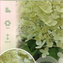 Hydrangea pan. 'Limelight' 50 cm stam 7,5L