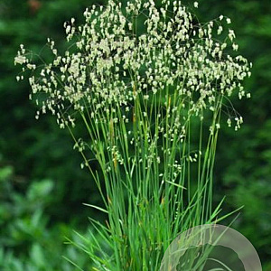 Briza media 'Limouzi' GM 5,0L leverbaar