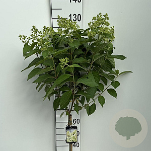 Hydrangea pan. Skyfall 60 cm stam 7,5L