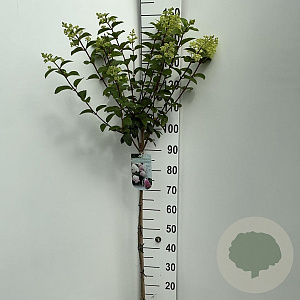 Hydrangea pan. Sundae Fraise 90 cm stam 7,5L