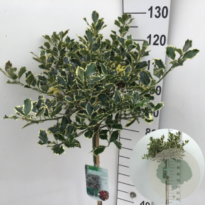 Ilex aq. 'Argentea Marginata' 90 cm stam 10L