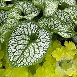 Brunnera macr. 'Silver Star' GM P9
