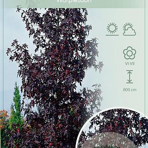 Liquidambar s. 'Worplesdon' 175-200 cm 7,5L Gestokt