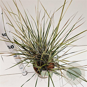 Calamagrostis acut. 'Overdam' 50-60 cm 4,0L