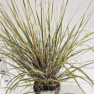 Calamagrostis acut. 'Overdam' 50-60 cm 4,0L