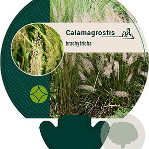 Calamagrostis brachytricha GM P9