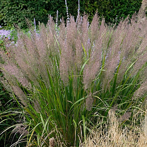 Calamagrostis brachytricha GM P9
