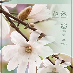 Magnolia stellata 70 cm stam 7,5L