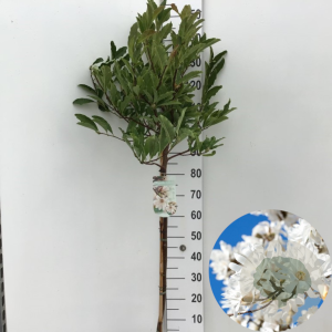 Magnolia stellata 70 cm stam 7,5L