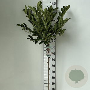 Magnolia stellata 90 cm stam 7,5L