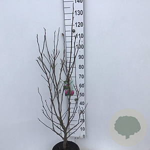 Magnolia 'Susan' 80-100 cm 15L