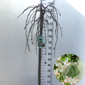Malus 'Fontana' 120 cm stam 10L
