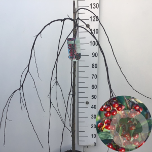Malus 'Royal Beauty' 120 cm stam 10L