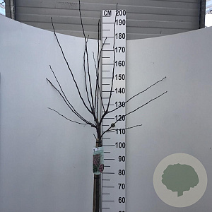 Malus toringo 'Freja' 90 cm stam 10L