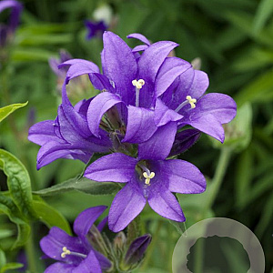 Campanula glom. 'Joan Elliott' GM P9