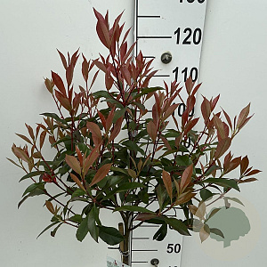 Photinia fraseri Carré Rouge 80 cm stam 7,5L
