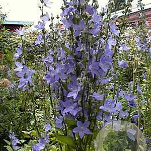 Campanula pyramidalis GM P9