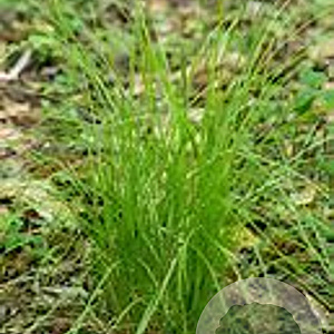 Carex bromoides GM P9