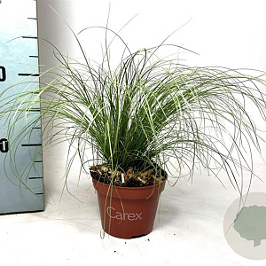 Carex comans 'Frosted Curls' 15-25 cm P10,5
