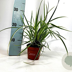 Carex morrowii 'Goldband' 20-30 cm P10,5