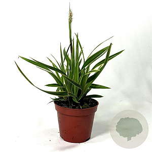 Carex morrowii 'Ice Dance' 15-25 cm P8