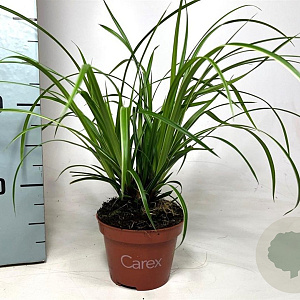 Carex morrowii 'Ice Dance' 20-30 cm P10,5