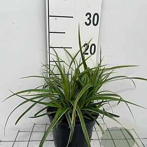 Carex morrowii 'Ice Dance' GM 2,0L
