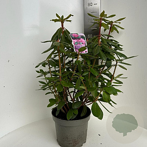 Rhododendron 'Roseum Elegans' 40-50 cm 5,0L