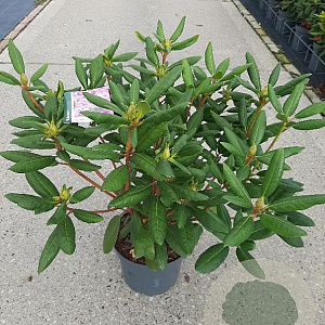 Rhododendron 'Roseum Elegans' 50-60 cm 5,0L