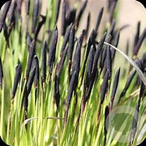 Carex nigra GM P9