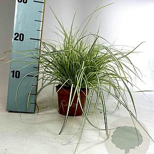 Carex oshimensis 20-25 cm P10,5