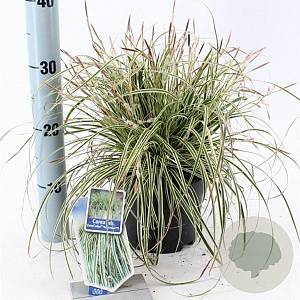 Carex oshim. Evercolor Evercream 20-25 cm 2,0L